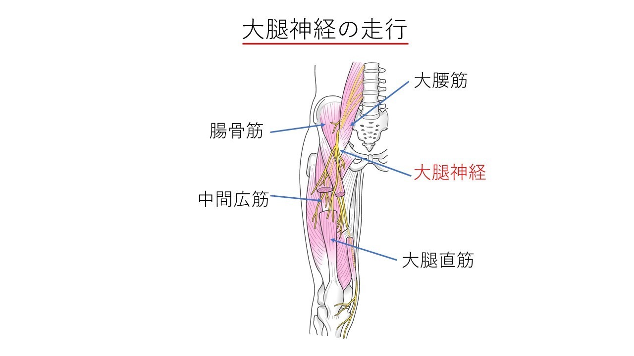 部 痛み 鼠径