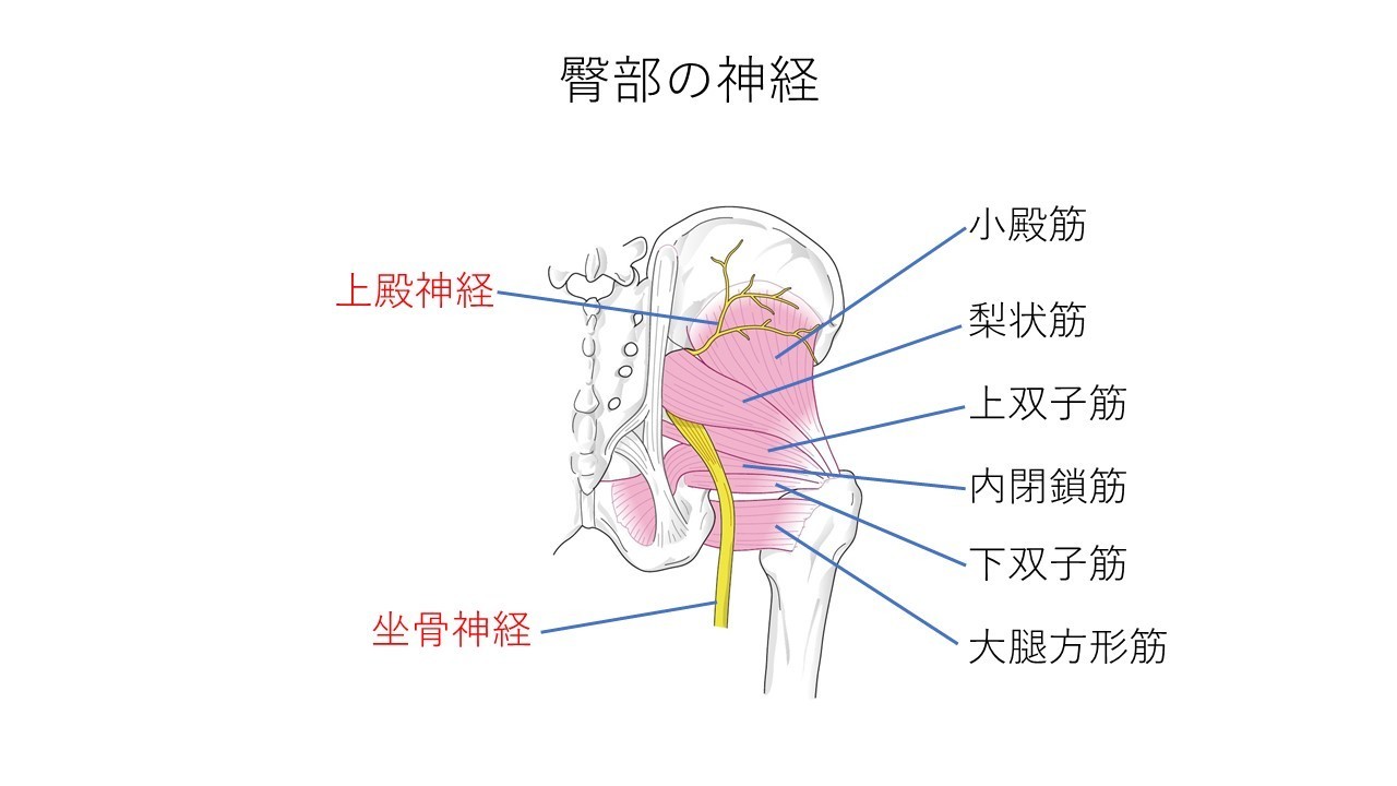 お尻の痛み ひびき堂鍼灸院