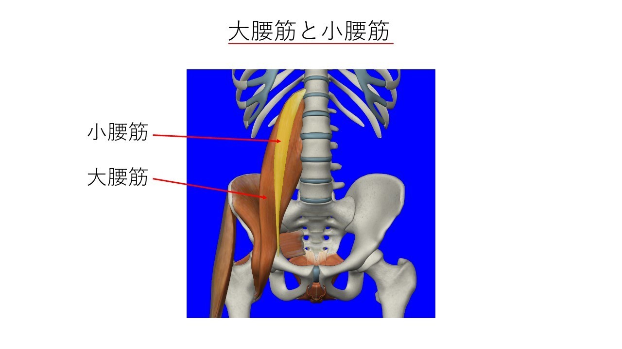 股関節の筋肉 ひびき堂鍼灸院