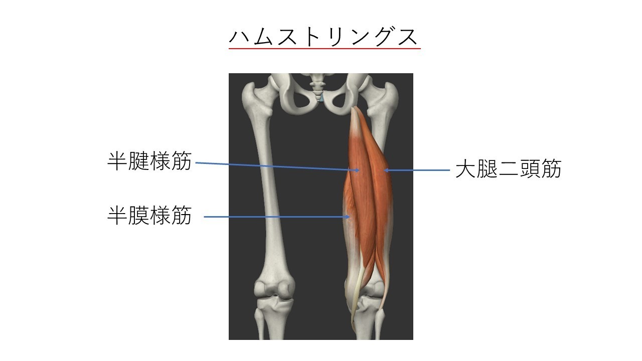 股関節の筋肉 ひびき堂鍼灸院