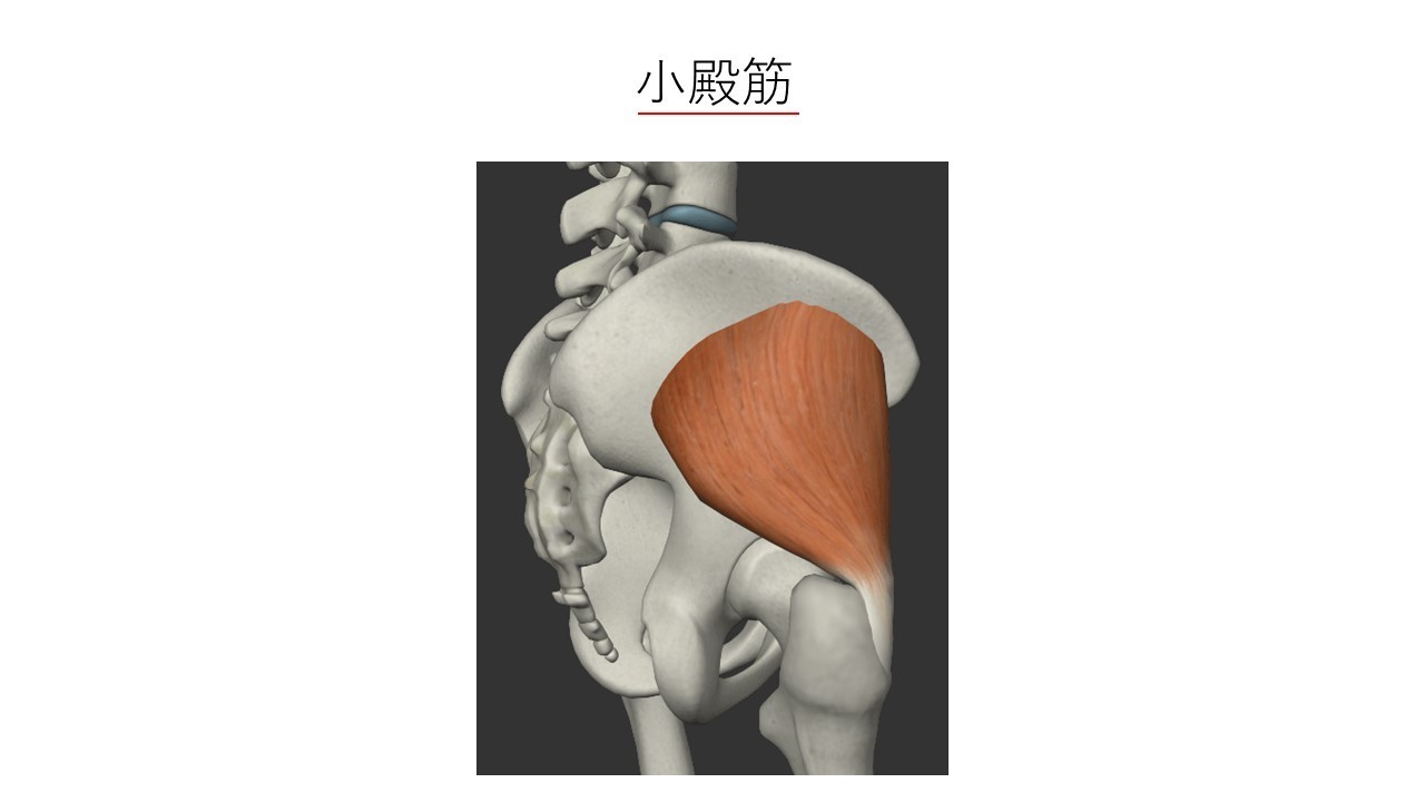 作用 梨 状 筋