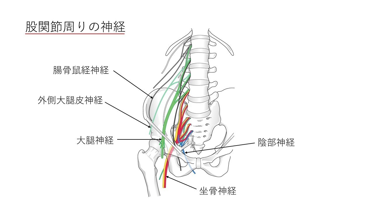 股関節の神経 ひびき堂鍼灸院
