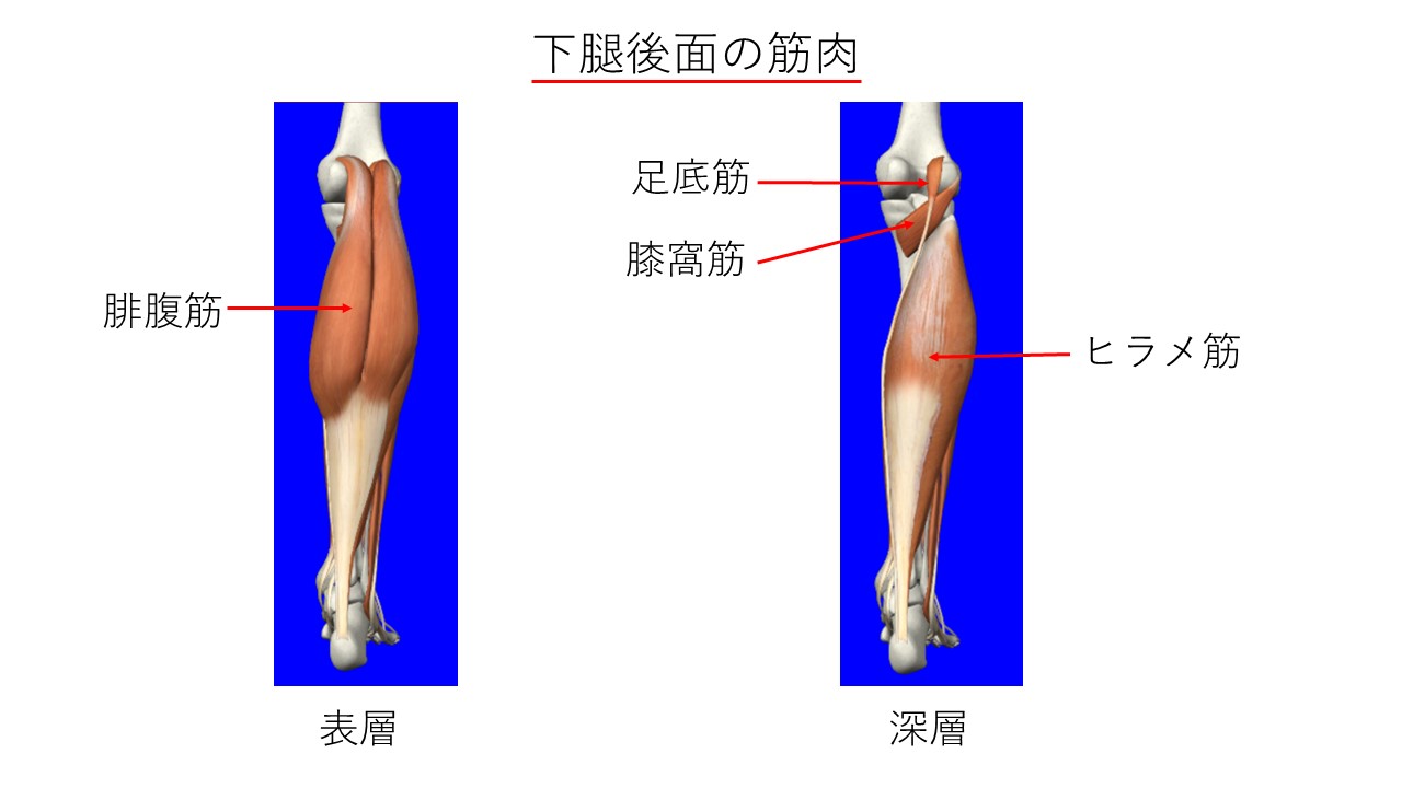 膝・下腿後面の筋肉