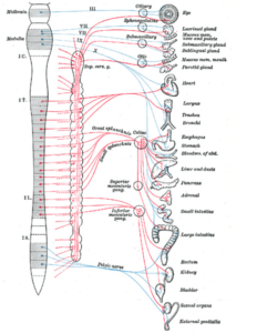 自律神経と各器官の関係