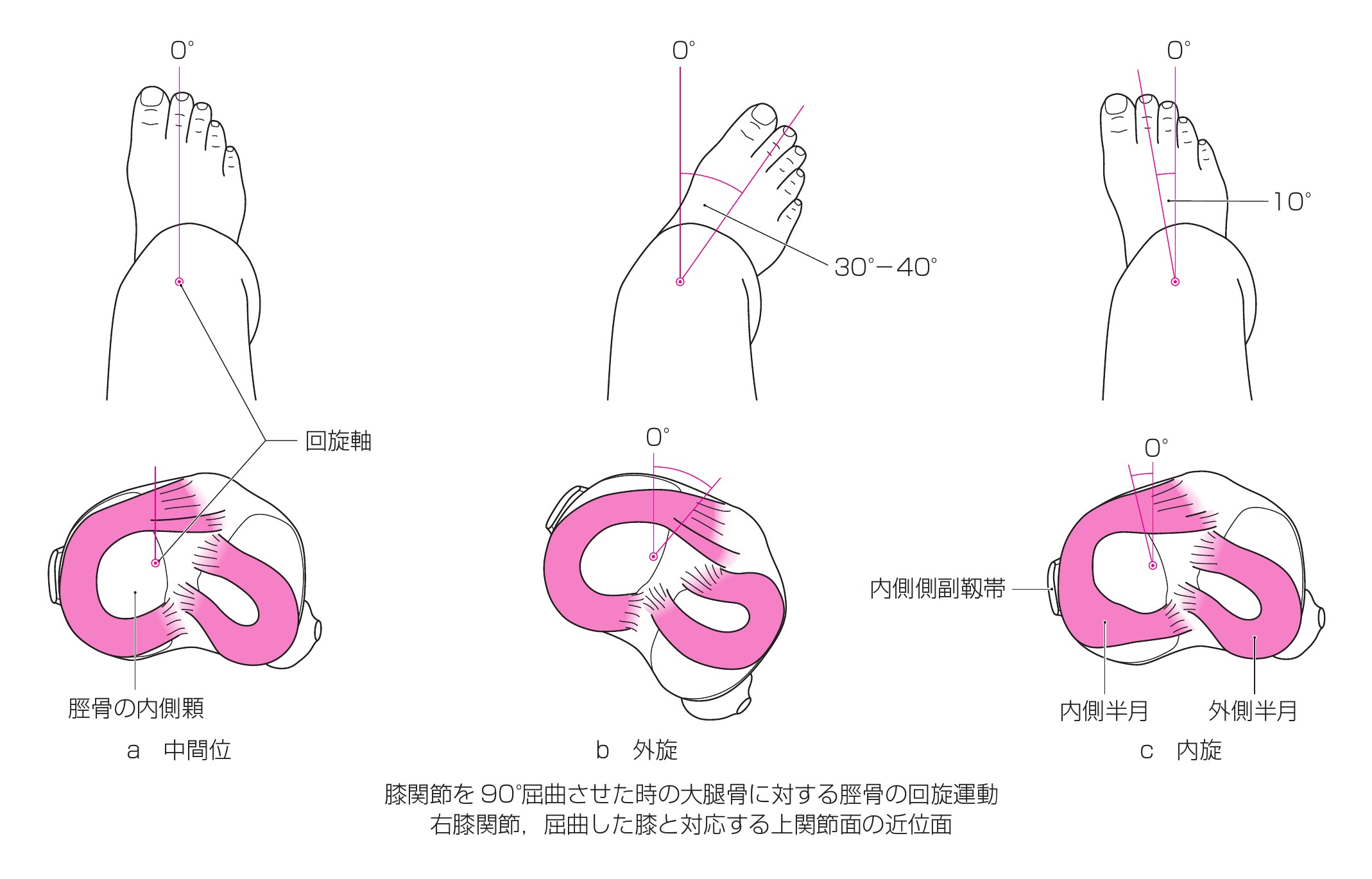 膝の回旋図柄