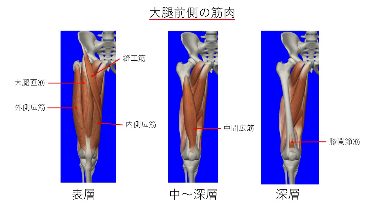 大腿前面の筋肉