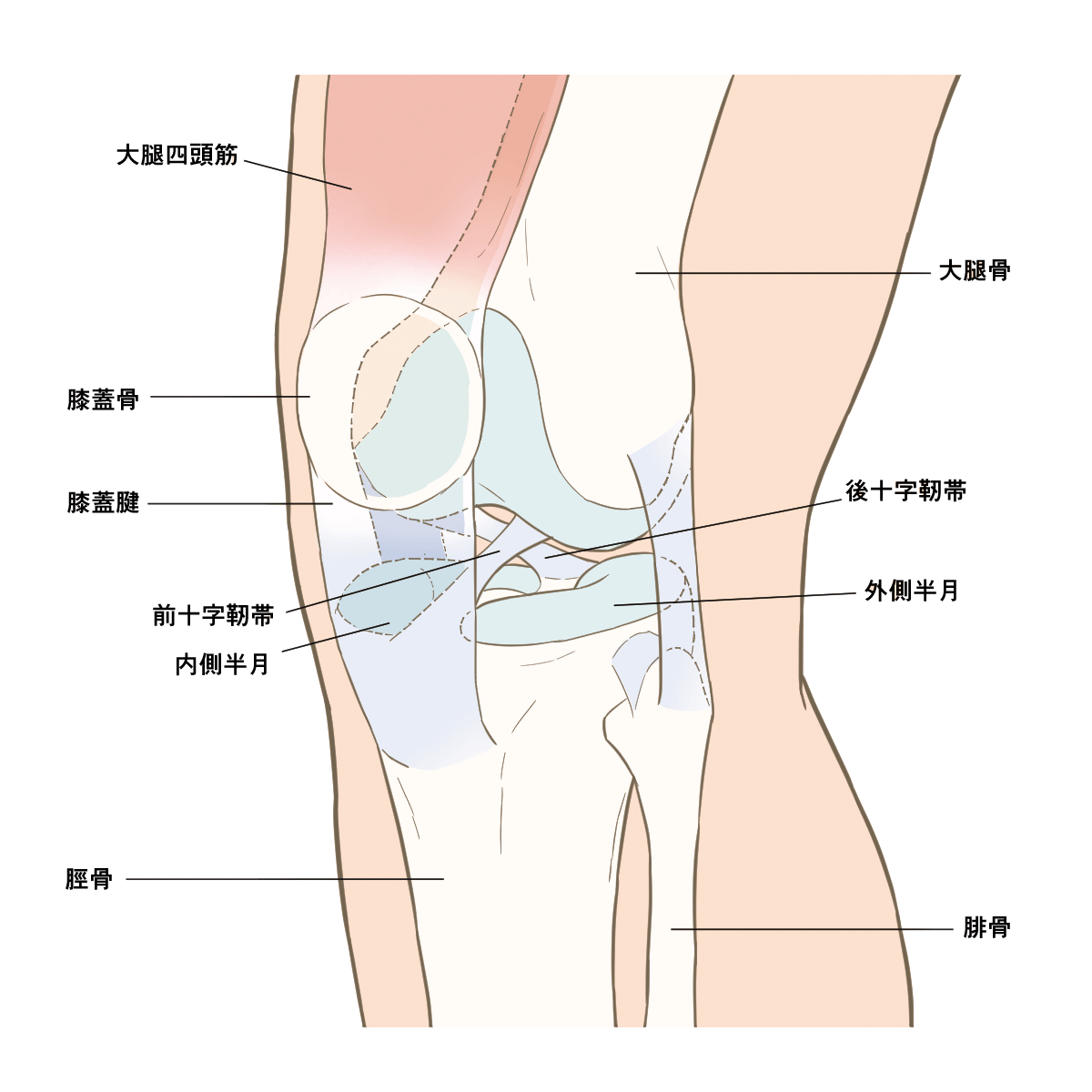 膝の構造