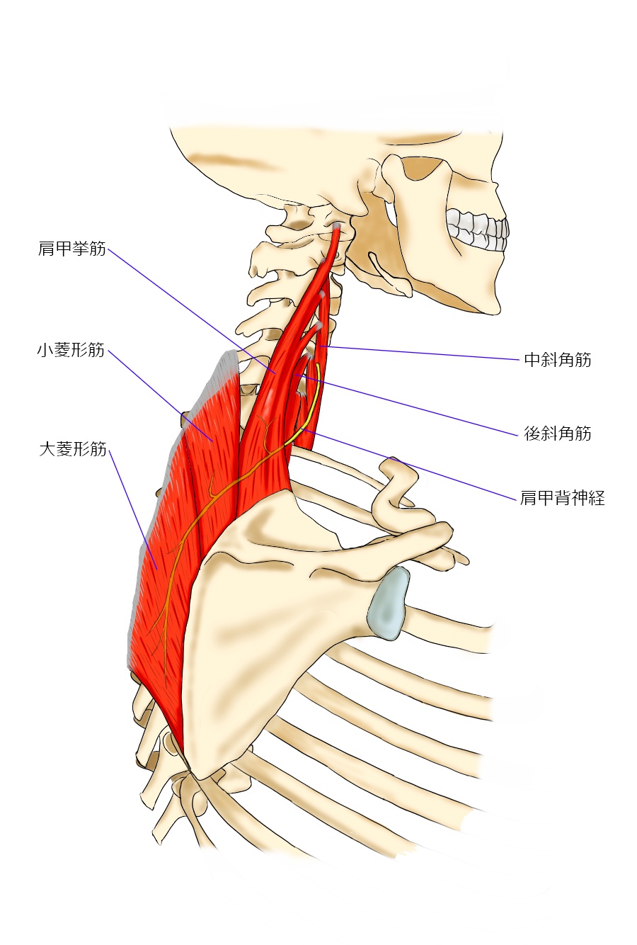 肩甲背神経のイラスト