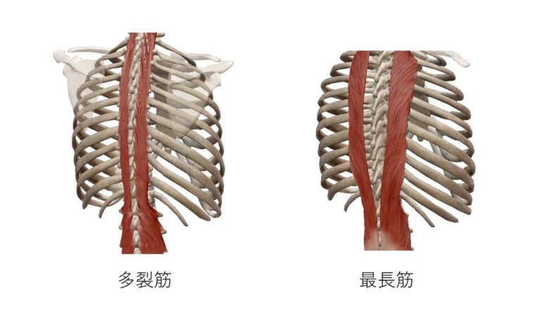 胸部多裂筋、最長筋CG